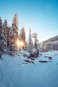 Snow covered land and trees against sky