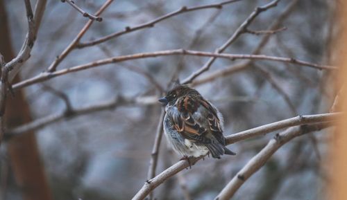 Low angle view of bird perching on branch