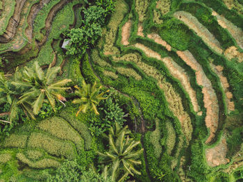 High angle view of rice field