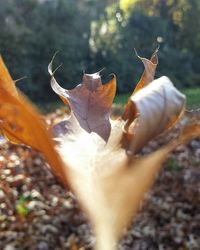 Close-up of butterfly on plant