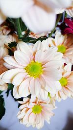 Close-up of white flowers blooming outdoors