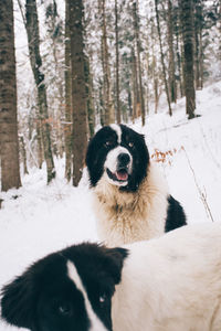 Close-up of dog in forest during winter