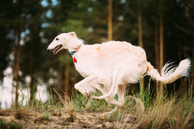 Dog running in a field