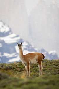 Donkey standing on field