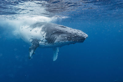 Close-up of swimming in sea