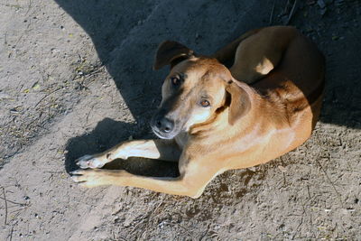 High angle portrait of a dog