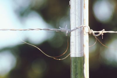 Close-up of barbed wire on pole