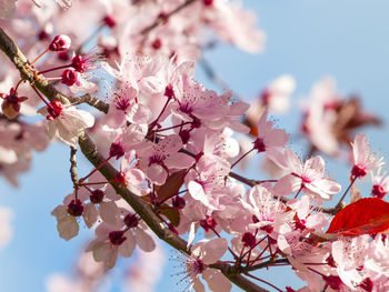 Low angle view of pink flowers on branch