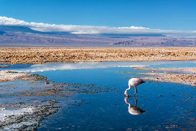 Flamingo foraging on lake against sky