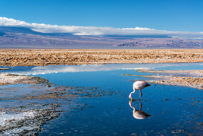 Flamingo foraging on lake against sky