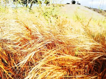 Close-up of stalks in field