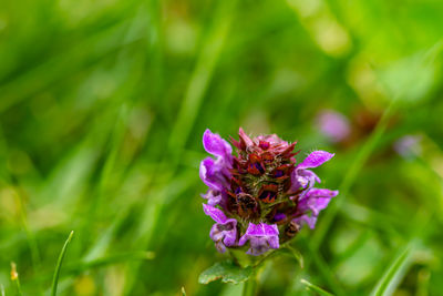 flowering plant