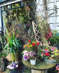 Close-up of potted plants in greenhouse