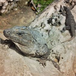 Close-up of lizard on rock