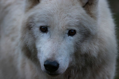 Close-up portrait of a dog