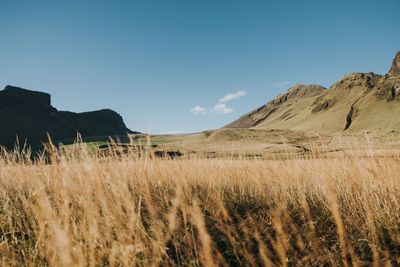 Scenic view of field against clear blue sky