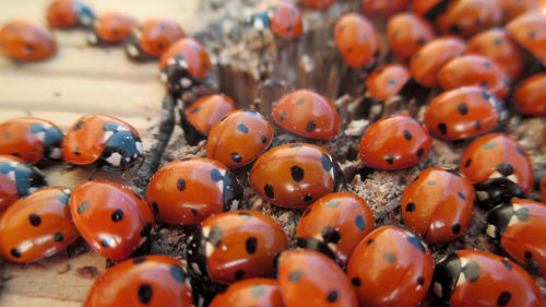 Close-up of ladybugs on wood