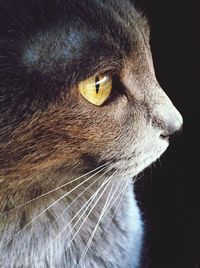 Close-up of an animal