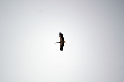 Low angle view of bird flying in sky