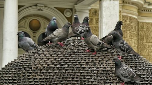 Low angle view of pigeons on dome against building