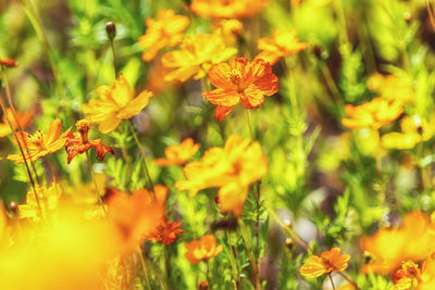Close-up of yellow flowering plants on field