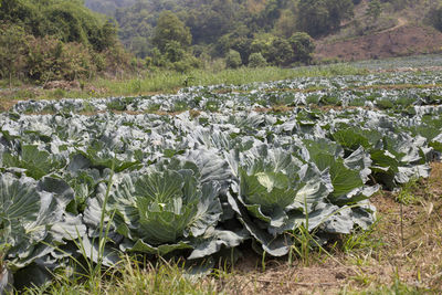 Fresh cabbage from farm field