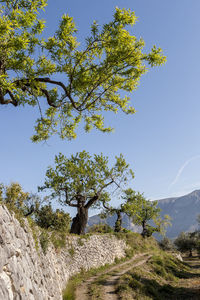 View of tree on landscape against clear sky