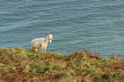 Dog standing on grass by sea