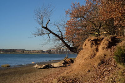 Bare tree by river against clear sky