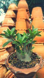 Close-up of potted plant