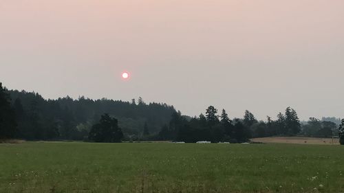 Scenic view of field against clear sky