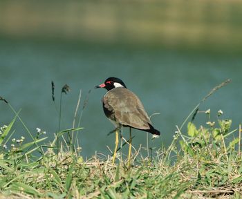 Close-up of bird perching on field near lake