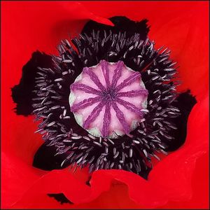 Close-up of red poppy flower