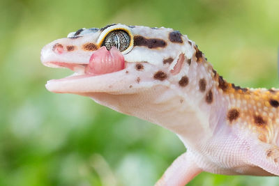 Close-up of lizard