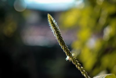 Close-up of stalks against blurred background