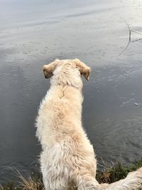 High angle view of dog on beach