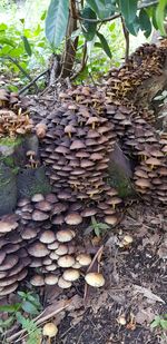 Stack of logs in forest