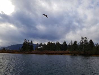 Birds flying over river against sky