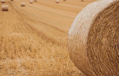 Hay bales on field