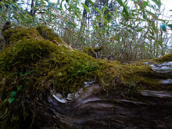 Stream flowing in forest