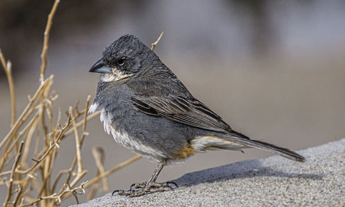 Close-up of bird perching