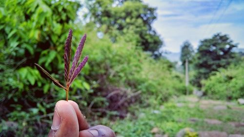 Close-up of hand holding plant against trees