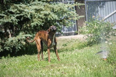 Dog standing in field