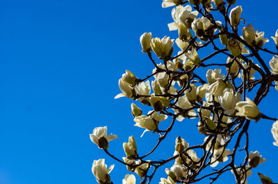 Low angle view of white flowering plant against blue sky