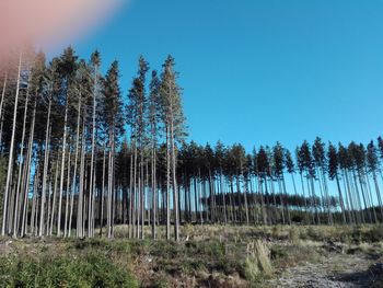 Low angle view of pine trees against sky