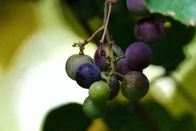 Close-up of grapes growing on vine