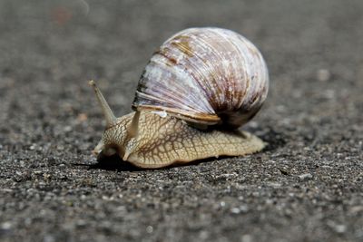 Close-up of snail