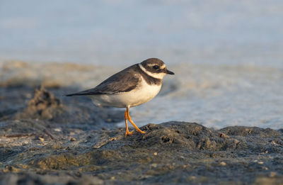 Close-up of bird perching on rock