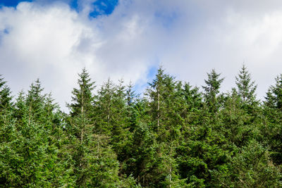 Low angle view of fresh green trees against sky