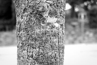 Close-up of tree trunk